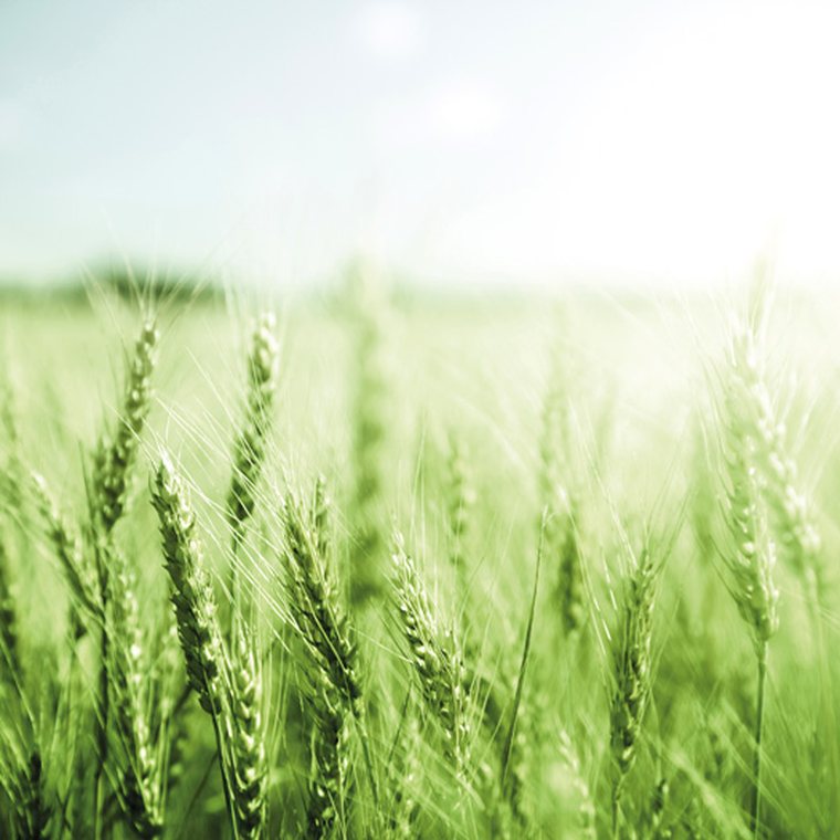 A field of wheat in summer sun.